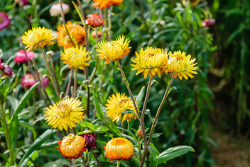 growing strawflowers