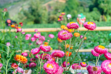 Obraz premium growing strawflowers