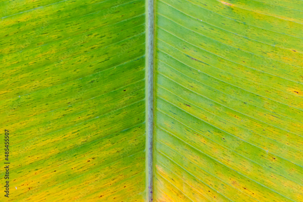 Wall mural Banana leaf texture