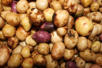 the tubers of young potatoes