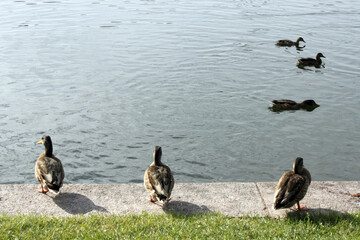 wild ducks in the pond