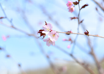 Sakura flowers against blue background. Russian Far East