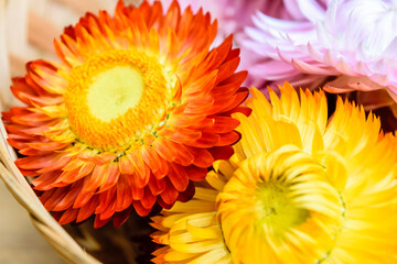 Obraz premium Beautiful strawflowers on wooden table