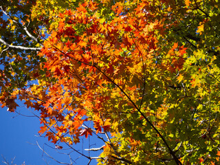 高尾山で見られる美しいもみじの紅葉