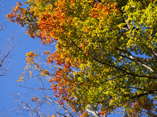 高尾山で見られる美しいもみじの紅葉