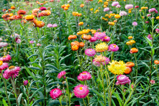 growing strawflowers