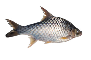 freshwater fish isolated from white background