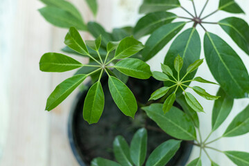 Schefflera octopus tree or star leaf plant