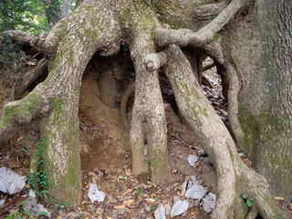 絡み合った木の根っこ