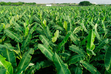 Aerial view of banana trees growing at field