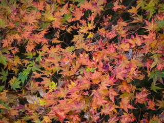 高尾山で見られる美しいもみじの紅葉