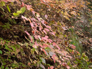 高尾山で見られる美しいもみじの紅葉