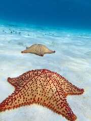 Naklejka premium starfish on the beach