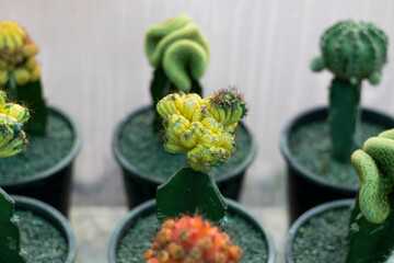 Grafted cactus or moon cactus