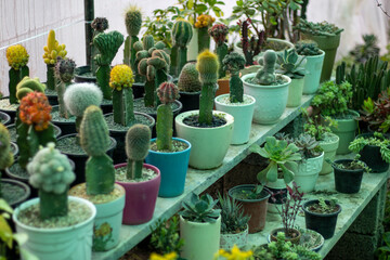 Grafted cactus arrangement display on a store shelf