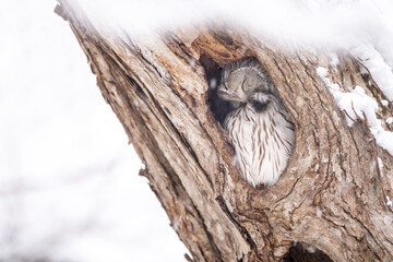 冬のエゾフクロウ