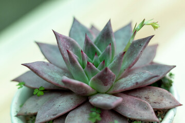 Purple echeveria roman succulent closeup
