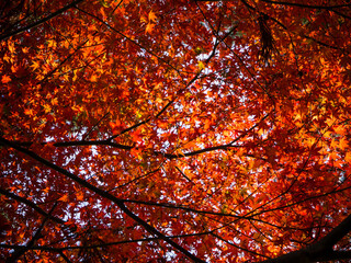 高尾山で見られる美しいもみじの紅葉