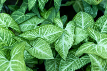 Syngonium green leaves natural background