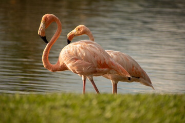 group of flamingos enjoying in the lake