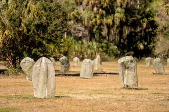 Florida Trees Covered In Tarps During Winter Cold Snap Weather