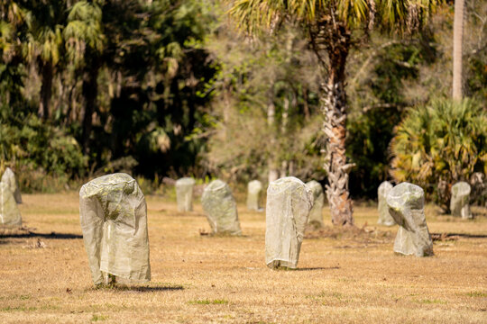 Florida Trees Covered In Tarps During Winter Cold Snap Weather