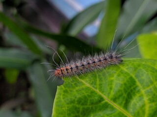 caterpillar on a leaf