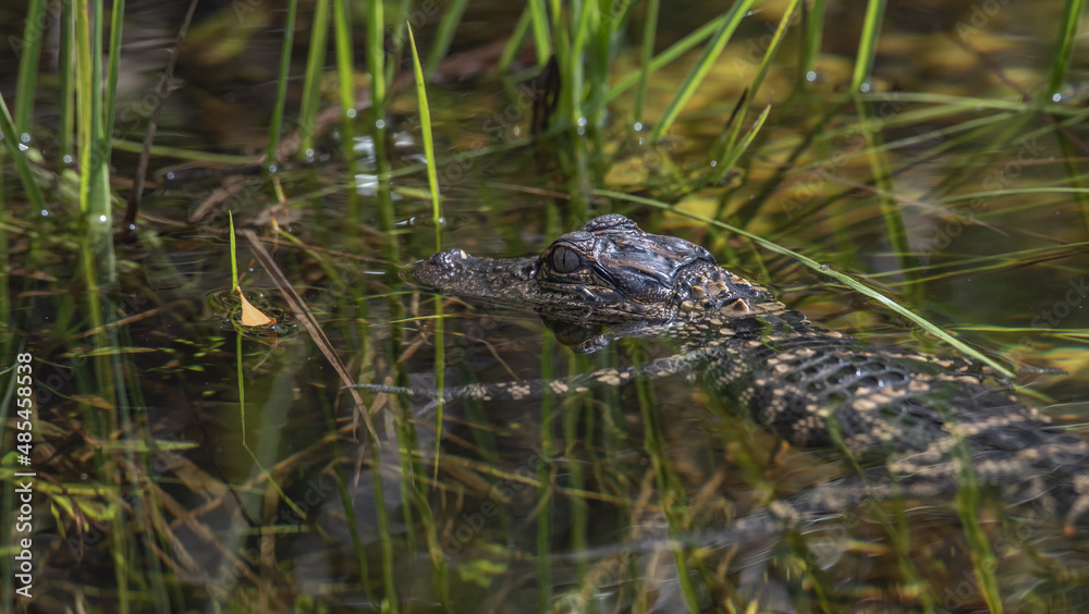 Wall mural A view of an American alligator floating on the water