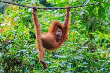 orangutans or pongo pygmaeus is the only asian great found on the island of Borneo and Sumatra