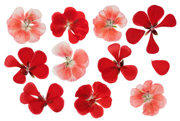 Pressed and dried pink delicate transparent flowers geranium (pelargonium), isolated on white...