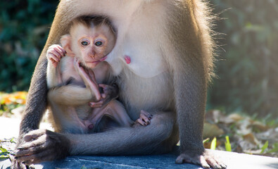 Baby monkey is feeding the mother milk.