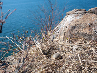 egg of a bird of the blue gull breed is in the nest, in its natural habitat.