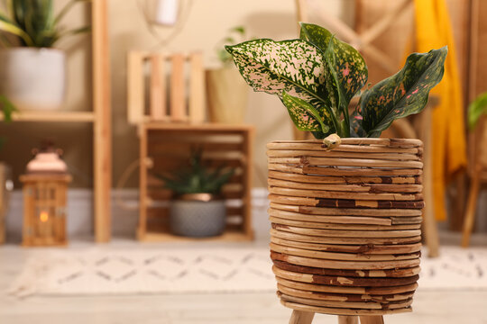 Wooden cachepot with houseplant on floor in room, space for text. Interior accessories