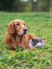 Golden retriever and kitten playing in the grass