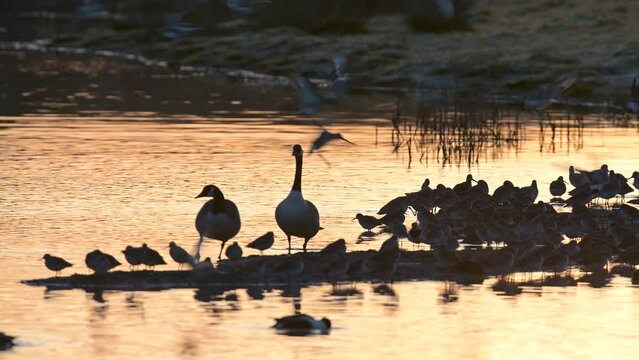 Canada Geese, Branta canadensis at sunrise in marsh