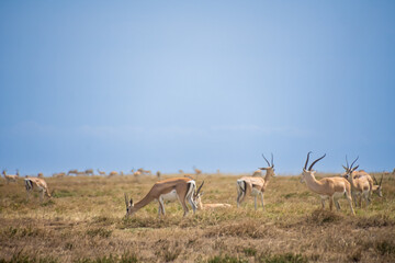 Fototapeta premium Gazelle on the savannah