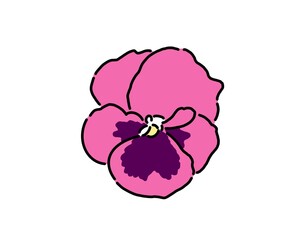 ピンクと紫のパンジー