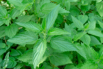 Thickets of young stinging nettle. Green nettle plants close up.