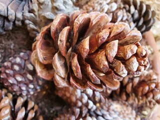 pine cones on a white background