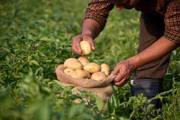 Farmer harvesting potato in the farmland. Potato Farming. Fresh organic potatoes in the field. Potato field with sacks of potato.