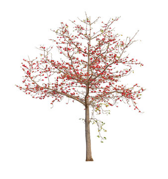 Isolated Bombax ceiba tree with red flower on white background