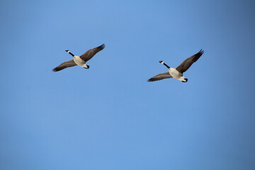 geese flying