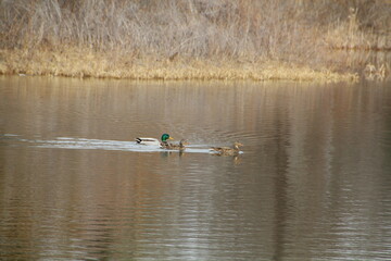 Ducks On The Lake, Gold Bar Park, Edmonton, Alberta