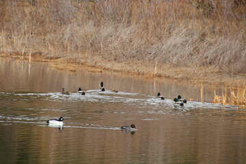 Waterfowl On The Water, Gold Bar Park, Edmonton, Alberta