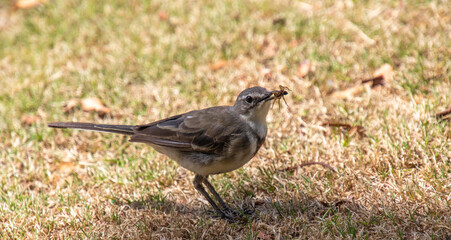 A cape wagtail with its prey a small spider