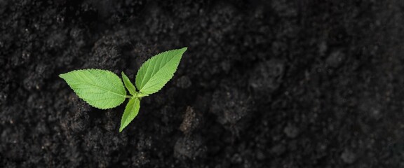 environment Earth Day concept.concept eco earth day.seedlings in the soil.