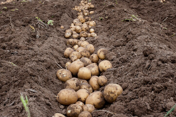 The harvested potatoes are piled up on the ground.