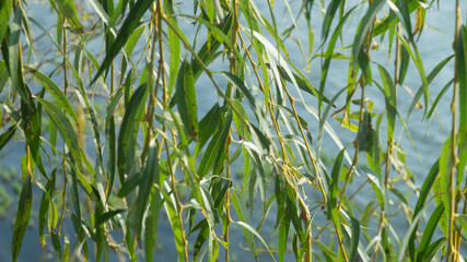 Willow branches with leaves on a sunny day against the background of water © xoxakas