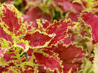 red green leaf tropical ornamental plant