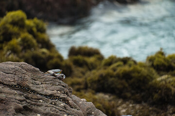 crabs on rocks in the sea